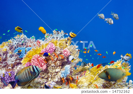 Underwater world with corals and tropical fish. Underwater world with corals and tropical fish. 14732162