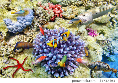Underwater world with corals and tropical fish. 14732163