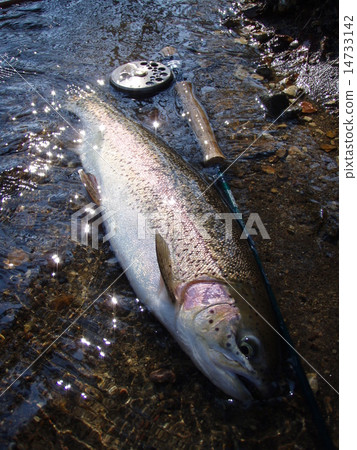 虹鱒魚1 14733142