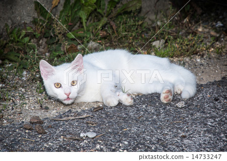 White cat lying on the ground 14733247