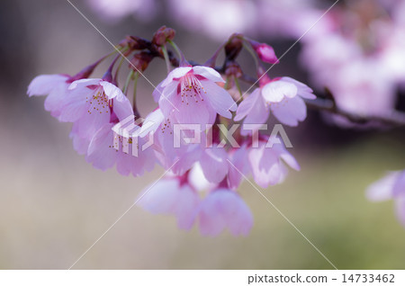 淺紅色的櫻桃樹 14733462