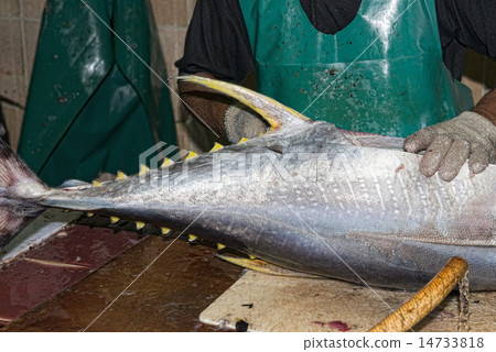 Male india fish market 14733818