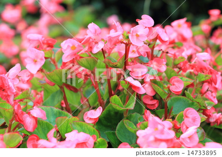 Pink Begonia 14733895