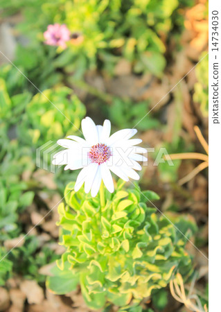 White Flowers at sun light. 14734030