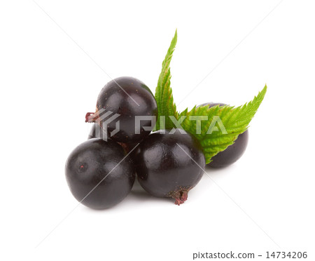 black currant black currant 14734206