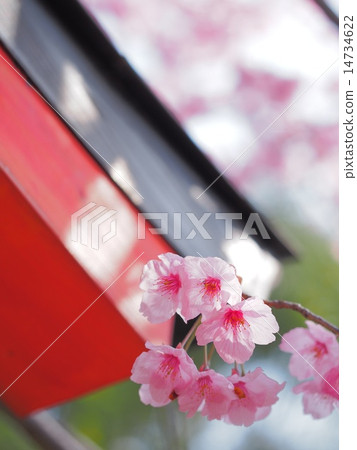 平野神社的陽光 14734622