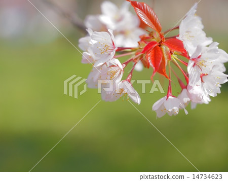 斯諾伊山櫻桃樹 14734623