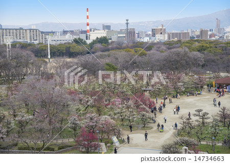大阪城公園（大阪中央區）的梅花園 14734663