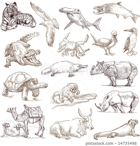 Animals around the World - Hand drawings on white Animals around the World - Hand drawings on white 14735498