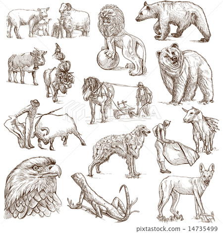 Animals around the World - Hand drawings on white 14735499