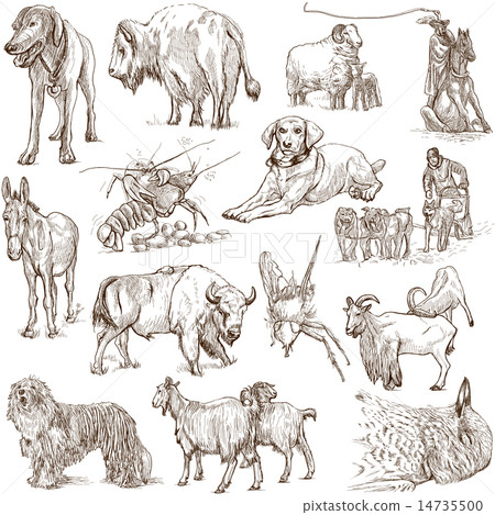 Animals around the World - Hand drawings on white 14735500
