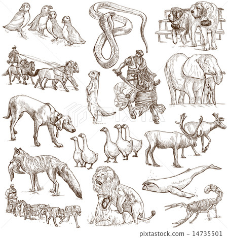 Animals around the World - Hand drawings on white Animals around the World - Hand drawings on white 14735501