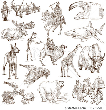 Animals around the World - Hand drawings on white 14735503