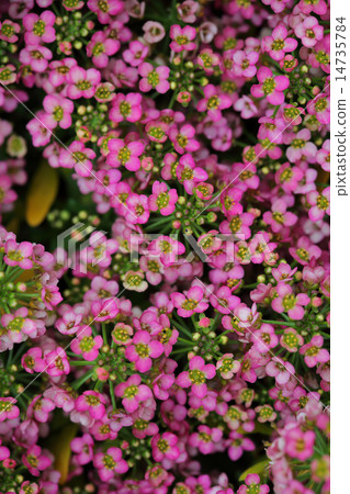 Alissam red flower 14735784