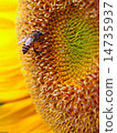 Close Up Honeybee on a Sunflower 14735937