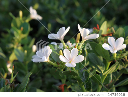 Carissa grandiflora 14736016