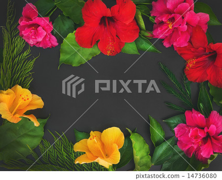 A frame of flowers (hibiscuses and dof roses) 14736080
