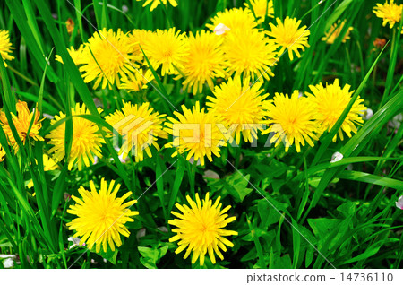  Dandelion 14736110