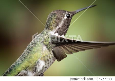 Anna's Hummingbird in Flight 14736245
