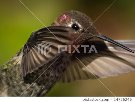 Anna's Hummingbird in Flight 14736246