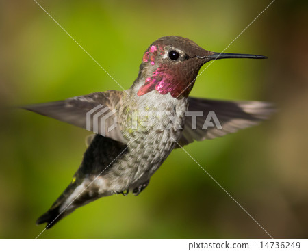 Anna's Hummingbird in Flight Anna's Hummingbird in Flight 14736249