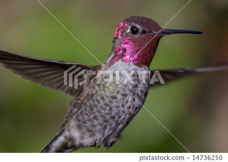 Anna's Hummingbird in Flight Anna's Hummingbird in Flight 14736250