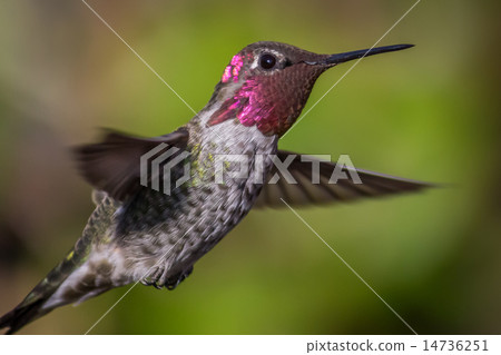 Anna's Hummingbird in Flight Anna's Hummingbird in Flight 14736251