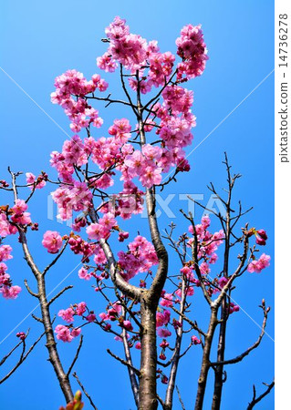櫻花 14736278