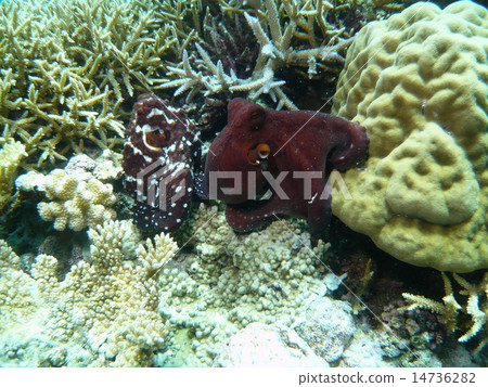 Two octopuses that are jealous so that mimicry does not appear 14736282