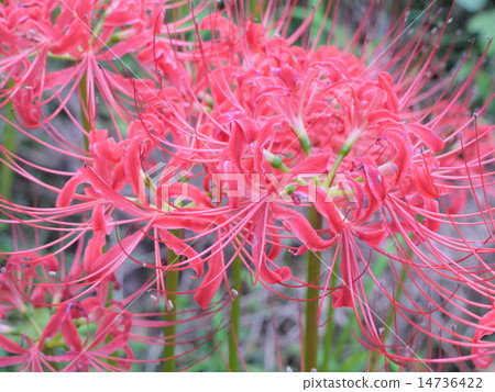 A cluster amaryllis of a drawstring A cluster amaryllis of a drawstring 14736422