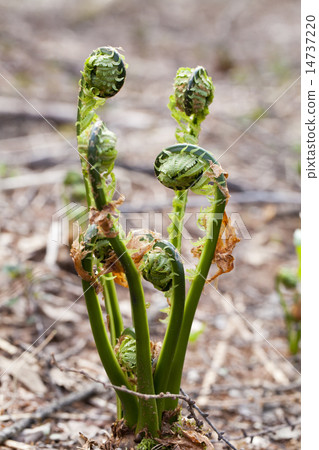 野生植物 14737220