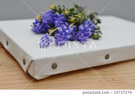 穆斯卡里和帆布 14737274