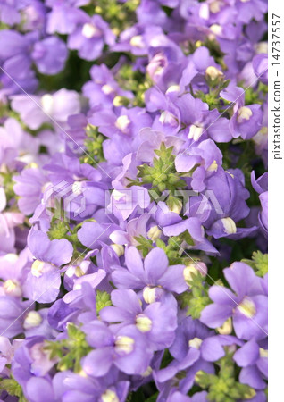 Nemesia(淺紫色) Nemesia(淺紫色) 14737557