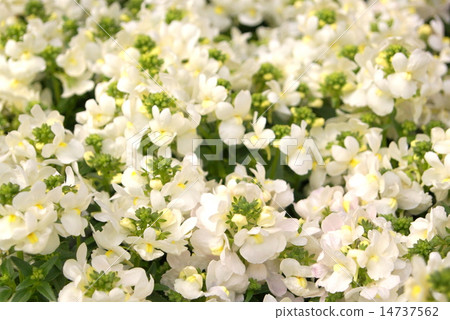 Nemesia（白色） 14737562