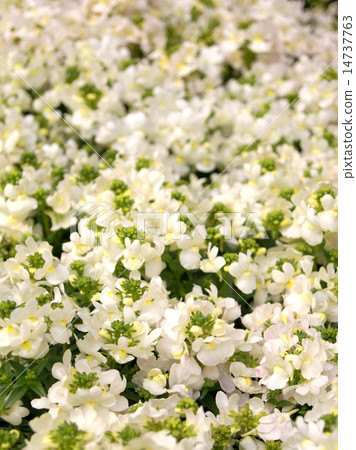 Nemesia (white) 14737763