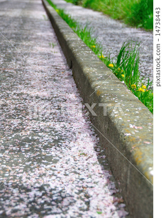 櫻花步行道 14738443