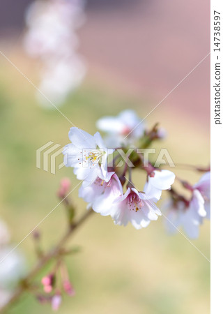 櫻花 櫻花 14738597