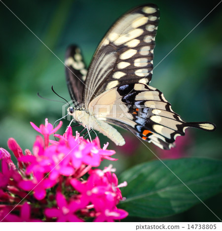 Giant Swallowtail Papilio Cresphontes 14738805