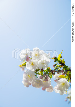 Sakura (Shirotae) Sakura (Shirotae) 14738966