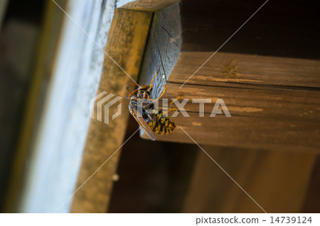 交配亞洲加拿大戰役 14739124