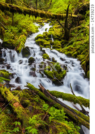 Cascade waterfalls in Oregon forest hiking trail 14739219