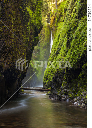 Oneonta gorge trail and waterfalls in Oregon 14739224