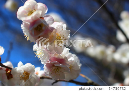Plum blossom  14739782