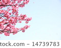 櫻花暴風雪右空間 14739783