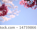 遮蔽櫻桃樹正確的空間 14739866
