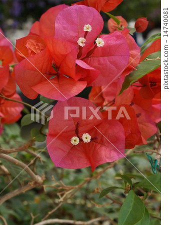 Bougainvillea 01 14740081