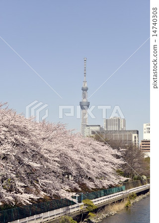 Cherry blossom trees and Sky Tree at Sarukawa Imperial Park 14740308