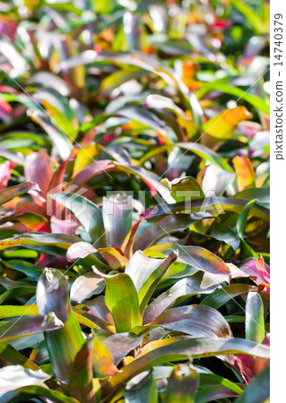 Bromeliads in garden Bromeliads in garden 14740379