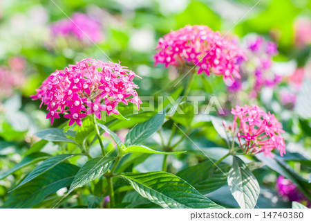 Pentas Lanceolata Pentas Lanceolata 14740380