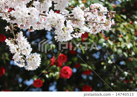 櫻花和山茶花 14740513